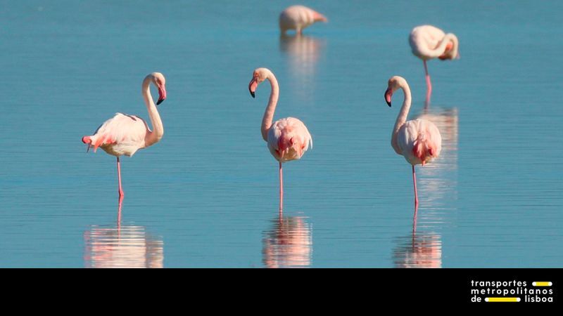 Visite os estuários!